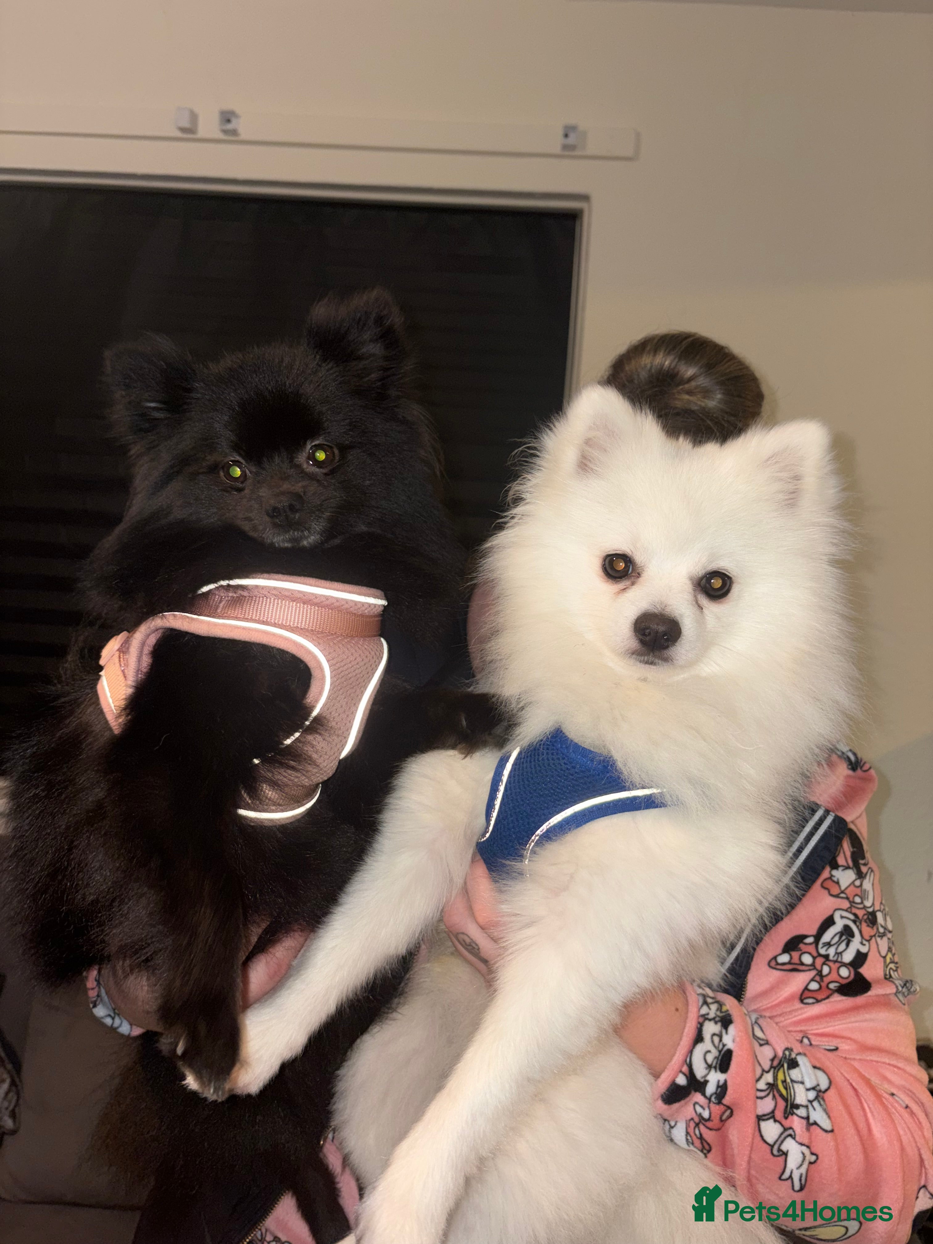 Pomeranian dogs Miniature Pomeranian puppies - Advert 2