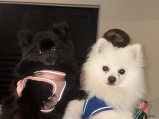 Pomeranian dogs Miniature Pomeranian puppies - Advert 2