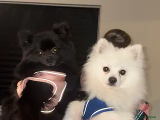 Pomeranian dogs Miniature Pomeranian puppies - Advert 5