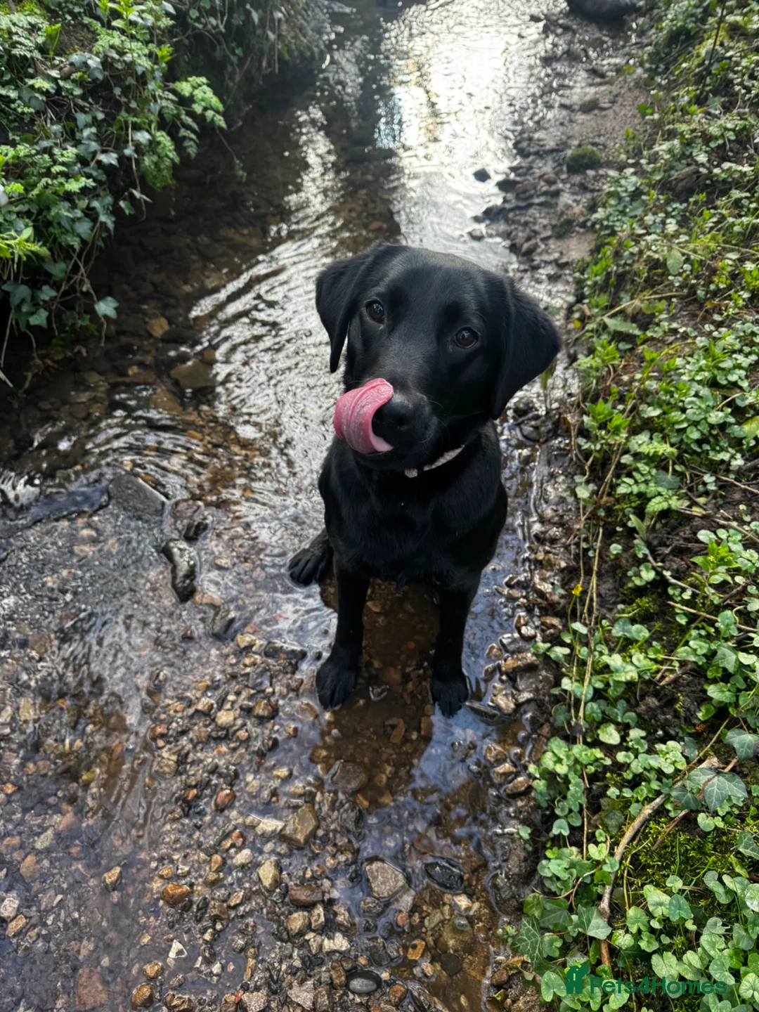Labrador Retriever dogs for sale: Champion line Labrador!  - Advert 2