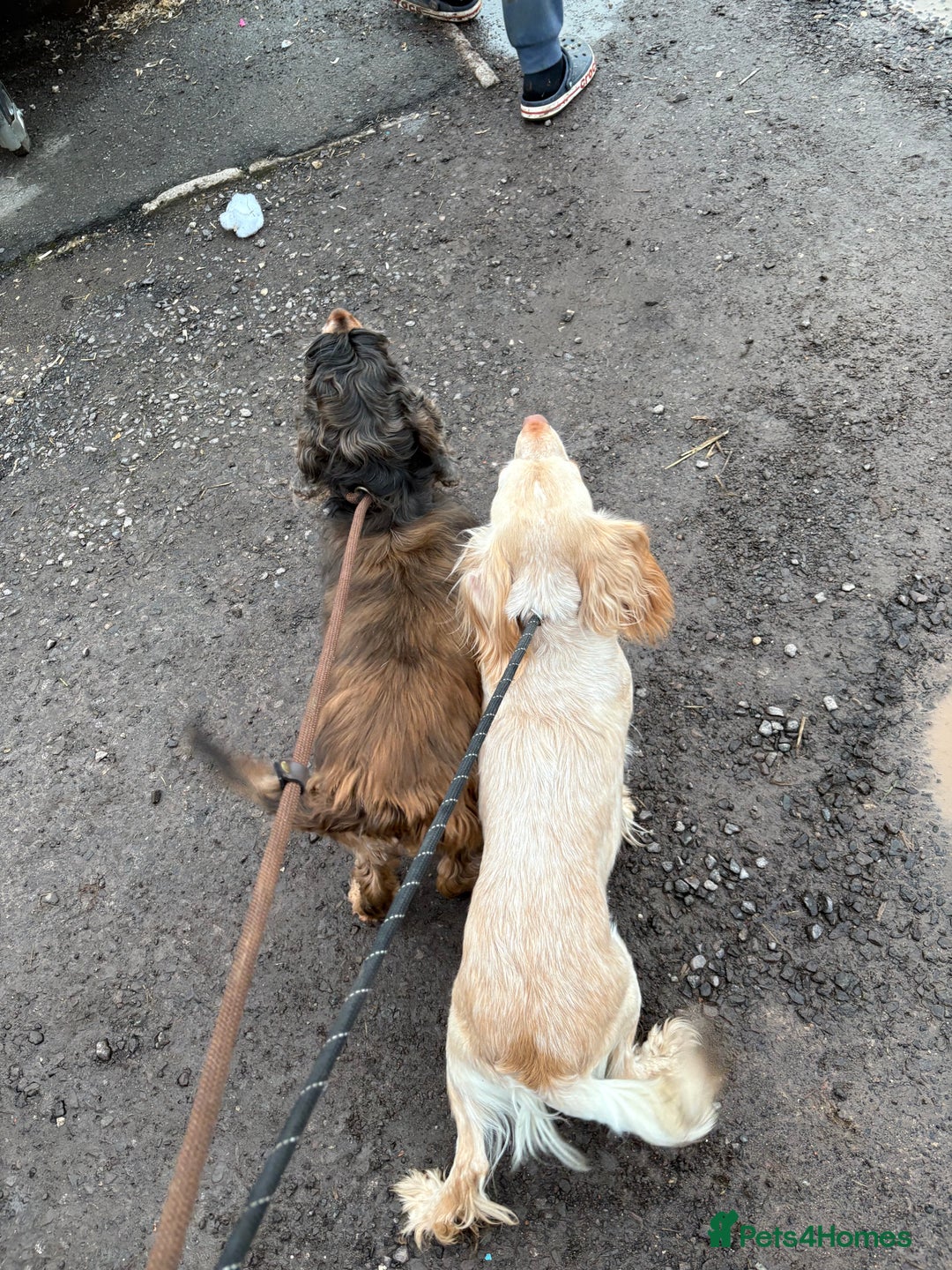 Cocker Spaniel dogs for sale: Working cocker spaniel  - Advert 2