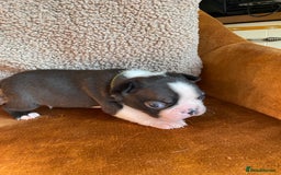 Boston Terrier dogs for sale: 🐾 Adorable Wildax Puppies! 🐾 - Image 9