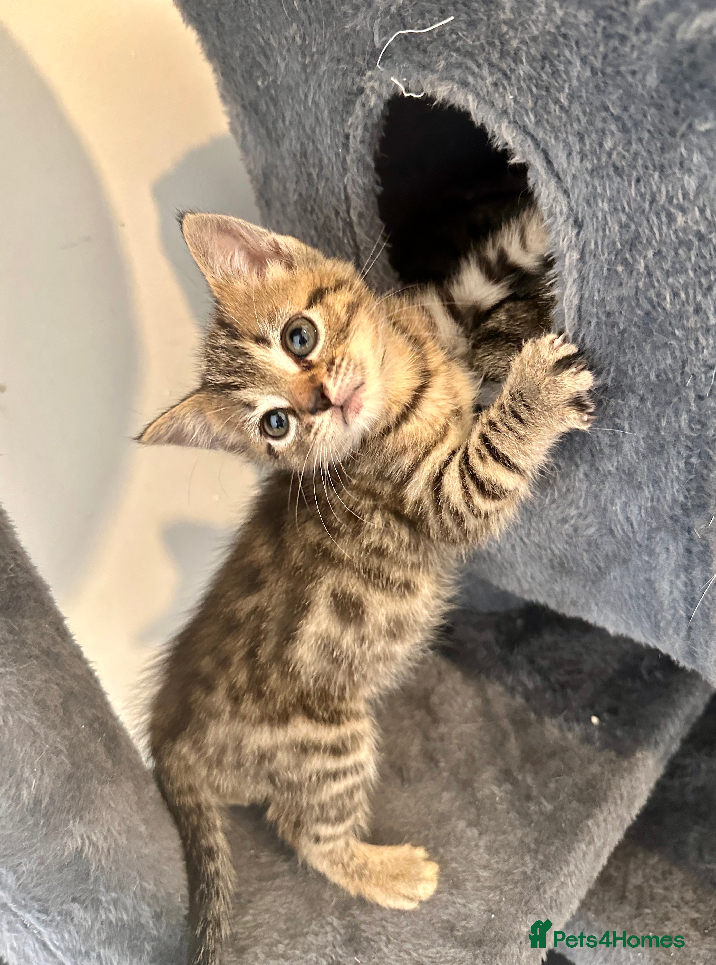 Bengal cats 2 Bengal mix kittens for sale  - Advert 6