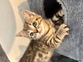 Bengal cats 2 Bengal mix kittens for sale - Advert 6