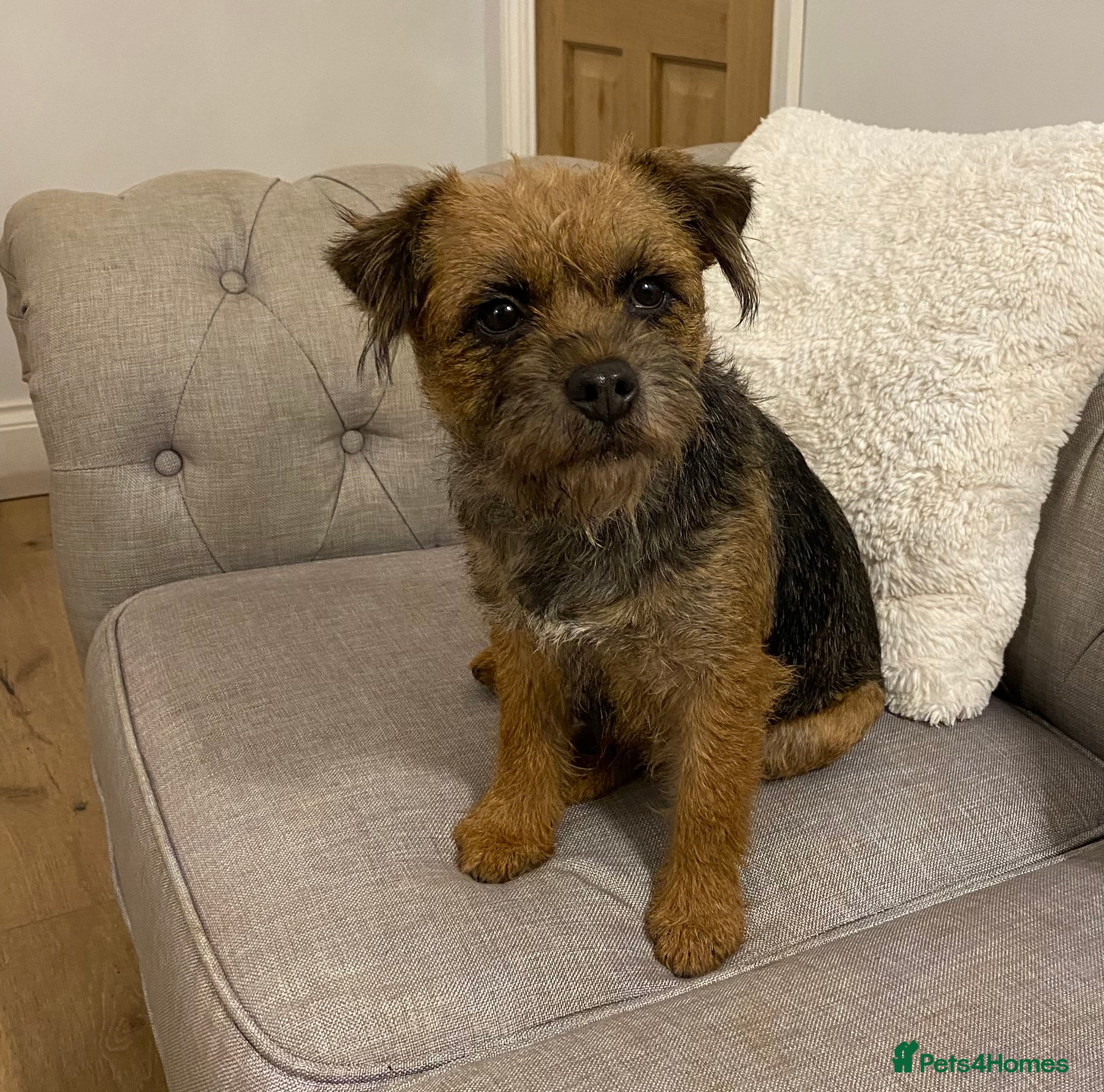 Border Terrier dogs (Deposit taken) Female adult border terrier - Advert 18