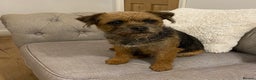 Border Terrier dogs for sale: Female adult border terrier - Advert 1