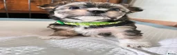 Chorkie dogs for sale: Beautiful Chorkie Puppies for Sale 🐶 - Advert 9