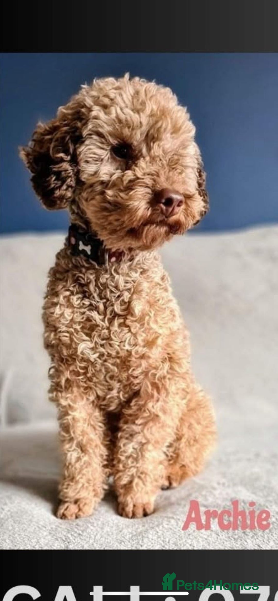 Cavapoo dogs for sale: Cavapoo puppies phantom Black and Tan  - Advert 7