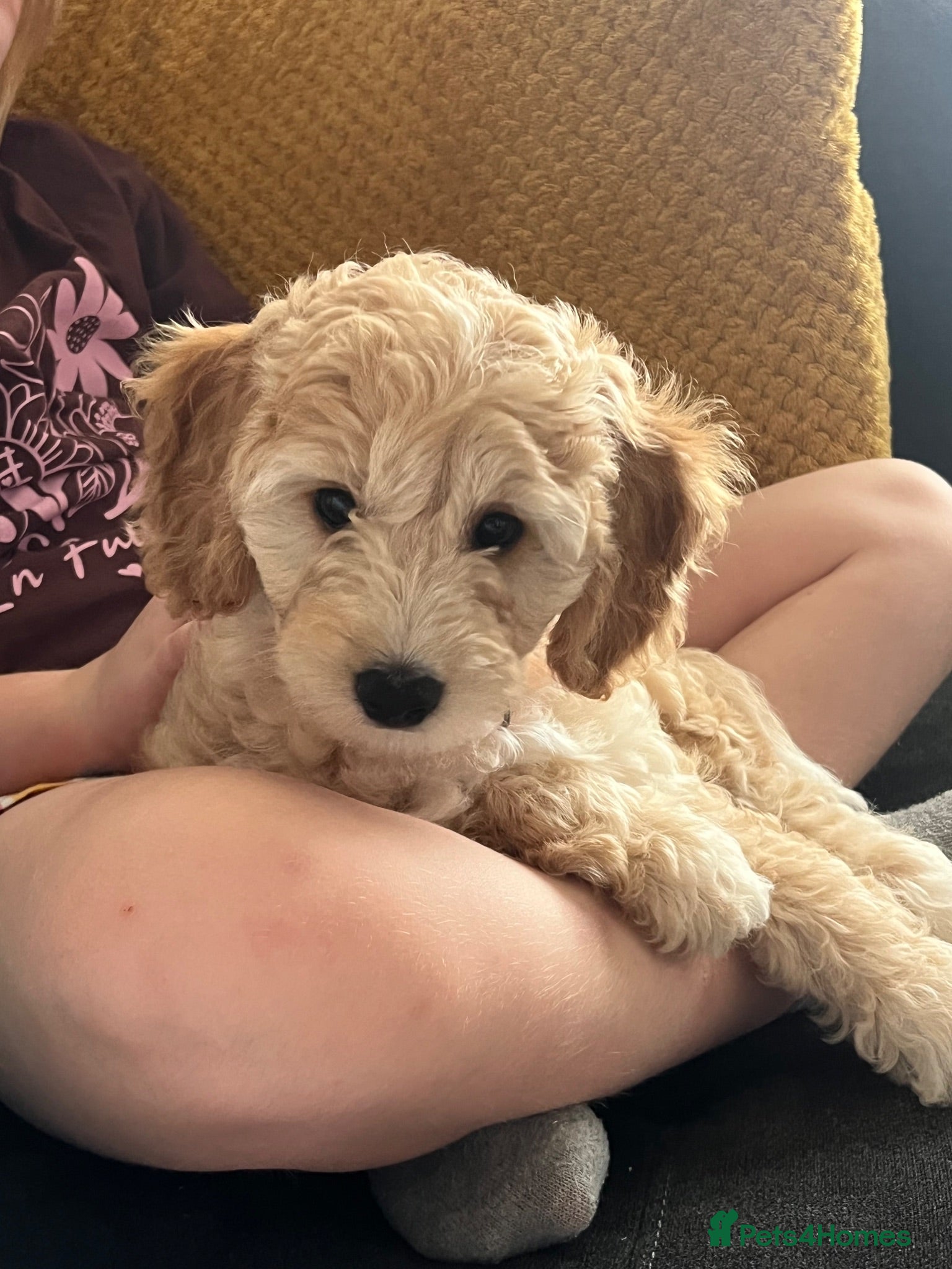 Cavapoochon dogs Cavapoochon puppies **ready now** - Advert 1
