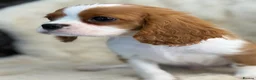 Cavalier King Charles Spaniel dogs for sale: Beautiful cavalier King Charles puppies  - Advert 8