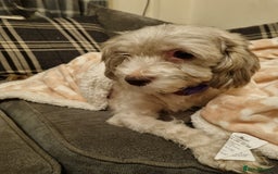 Maltipoo dogs for sale: shipoo puppies reduced READY NOW in Derby - Image 2