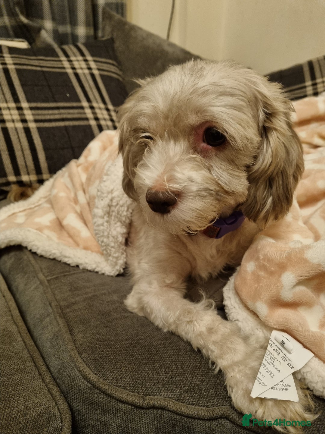 Maltipoo dogs for sale: shipoo puppies reduced READY NOW in Derby - Image 2