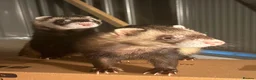 Ferret rodents for sale: Two Friendly Male Ferrets with Cage & Toys - Advert 3