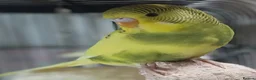 Budgerigars birds for sale: Outstanding pet baby budgies priced from £40 - Advert 4