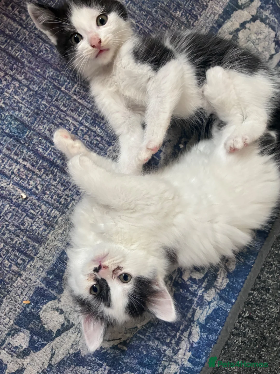 Domestic Shorthair cats for sale: Ms Smith  in Nottingham - Advert 13