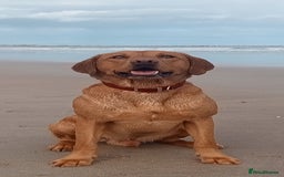 Labrador Retriever dogs for stud: Labrador retriever at Stud  in Blaydon-on-Tyne - Image 1