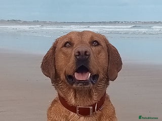Labrador Retriever dogs in Blaydon-on-Tyne - Advert 4