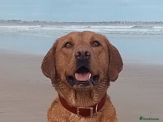 Labrador Retriever dogs Labrador retriever at Stud in Blaydon-on-Tyne - Advert 6