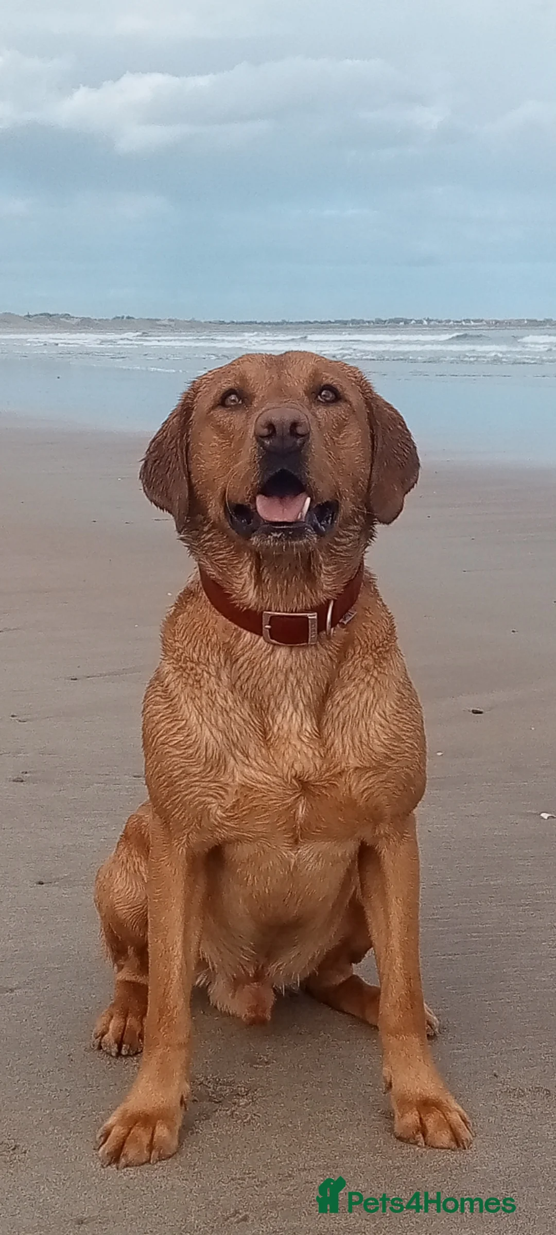 Labrador Retriever dogs for stud: Labrador retriever at Stud  in Blaydon-on-Tyne - Advert 1