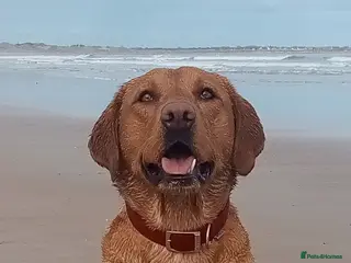 Labrador Retriever dogs Labrador retriever at Stud in Blaydon-on-Tyne - Advert 21