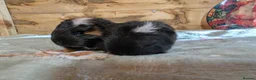 Guinea Pig rodents for sale: 🐹 Two Lovely Boars – Available Soon - Advert 2