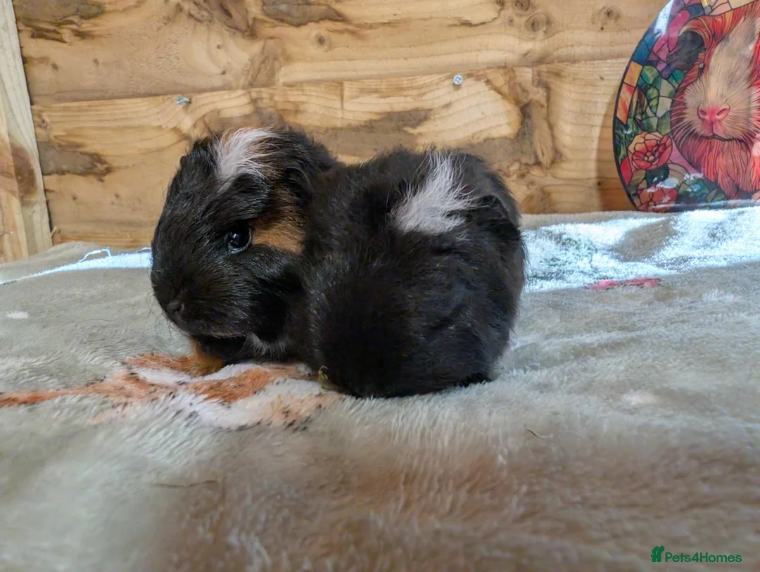 Guinea Pig rodents for sale: 🐹 Two Lovely Boars – Available Soon - Advert 2