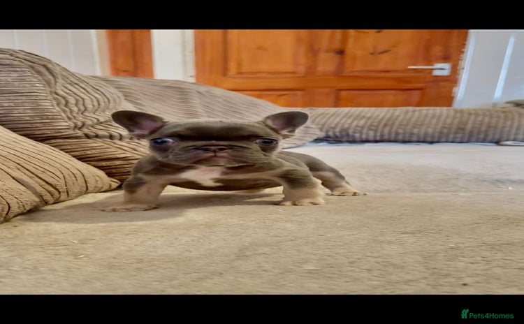 French Bulldog dogs - Advert 9