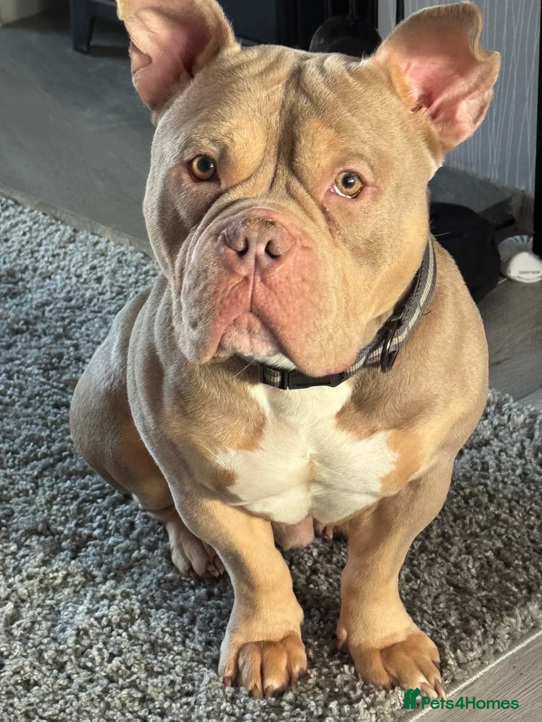 Mixed Breed dogs for sale: American Pocket Bull - Advert 4