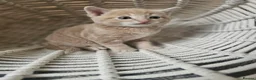 Mixed Breed cats for sale: Stunning long hair kittens, rare coat colours 😽  - Advert 22