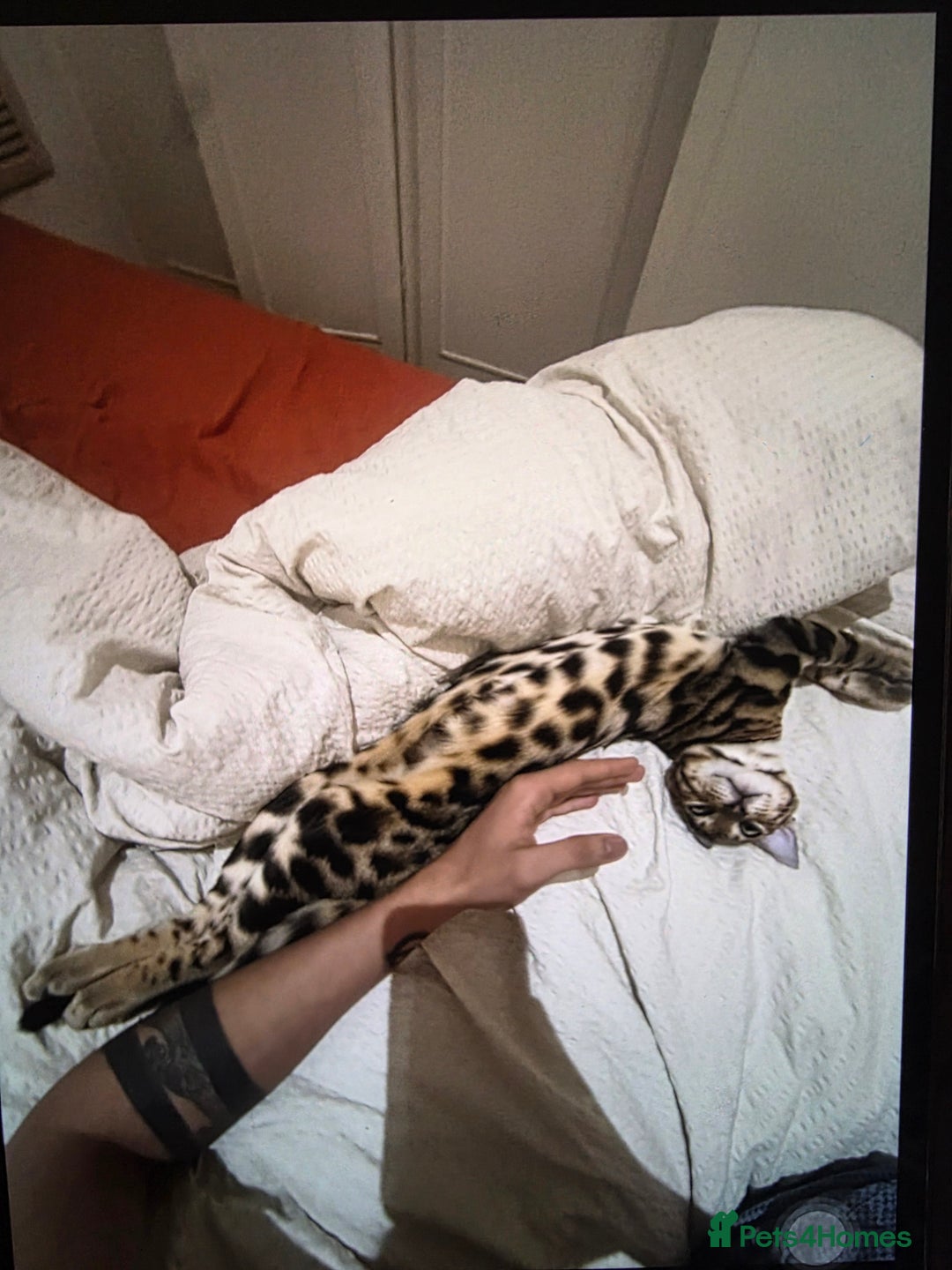 Bengal cats for sale: 7 month old pure bengal - Image 4