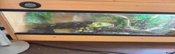 Bearded Dragon reptiles for sale: Bearded dragon  in Mexborough - Advert 4