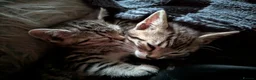 Bengal cats for sale: X2 bengal kittens 16 wks - Advert 5