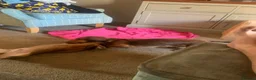 Mixed Breed dogs for sale: 4 French wieners  - Advert 3
