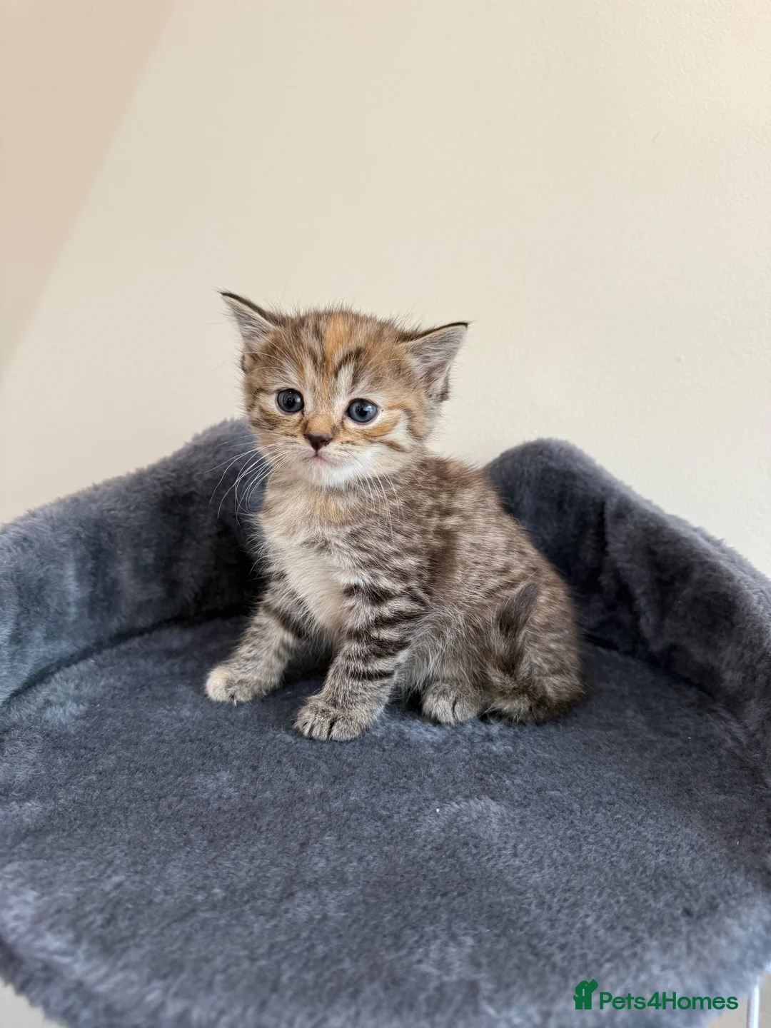Persian cats for sale: 9 Beautiful Kittens For Sale - Advert 2
