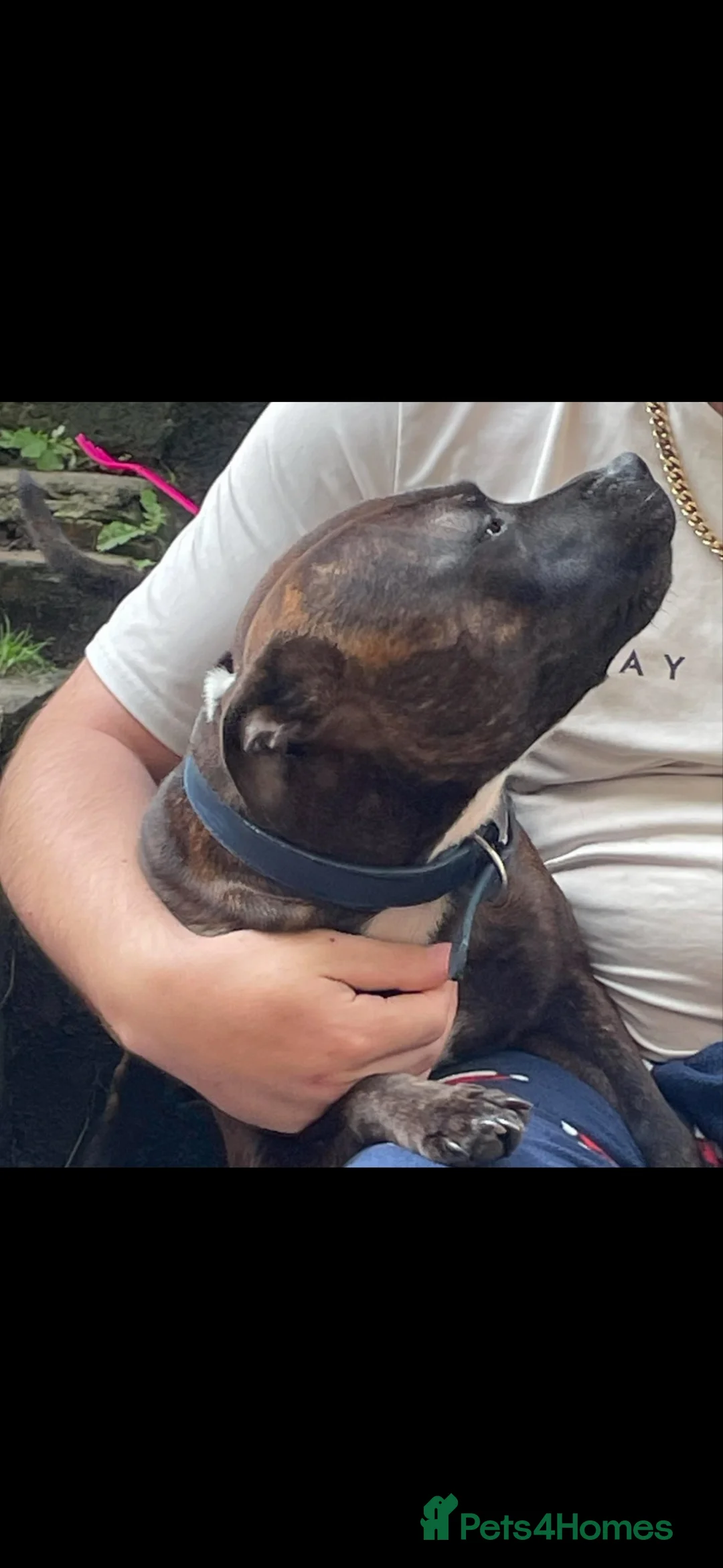 Staffordshire Bull Terrier dogs for sale: Rehoming  in Llanelli - Advert 2
