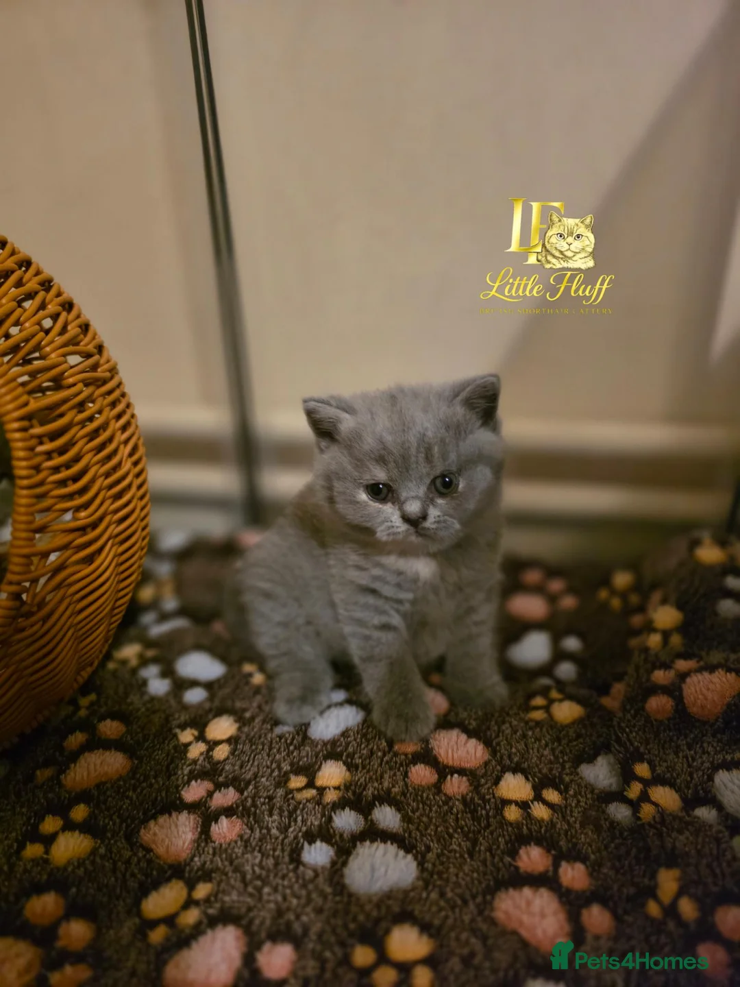 British Shorthair cats for sale: 👑🤎 EXQUISITE BRITISH SHORTHAIR TORTIE PRINCESS  - Advert 1
