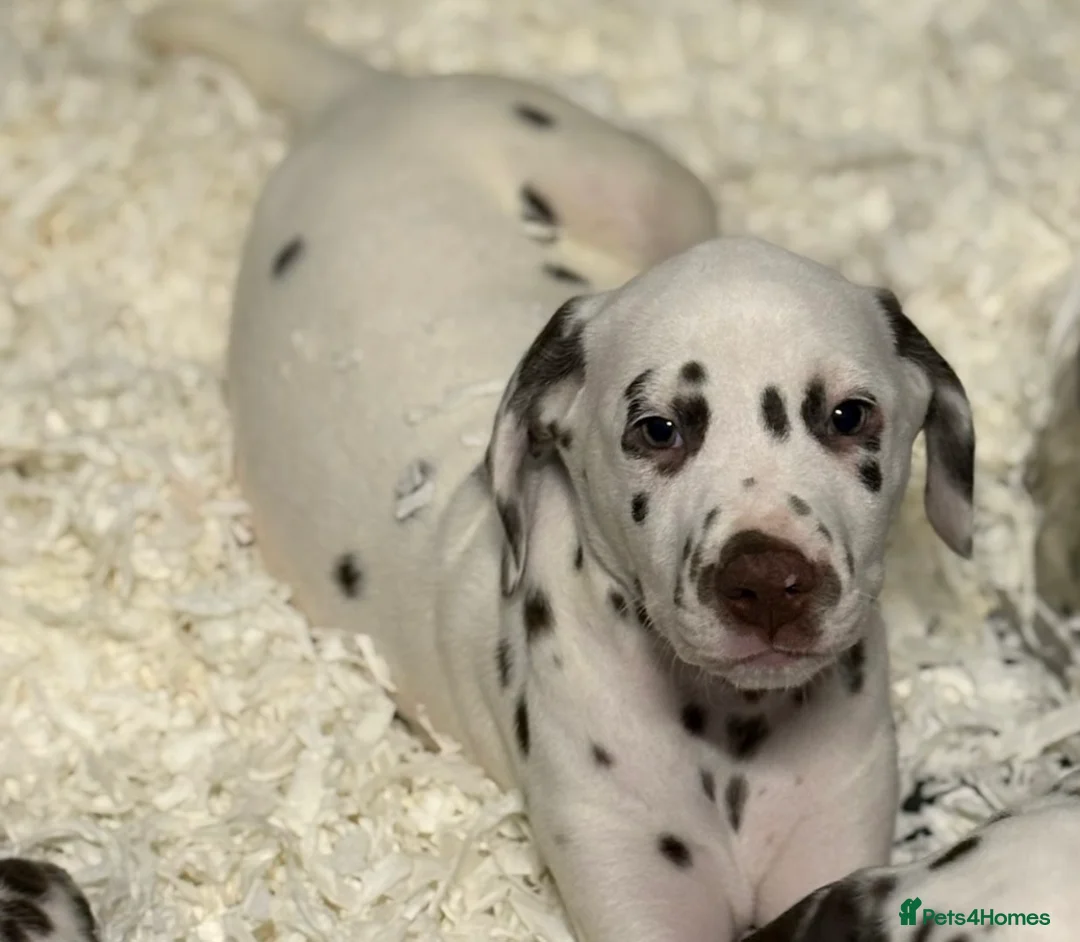 Dalmatian dogs for sale: Only 1 boy available  - Advert 5