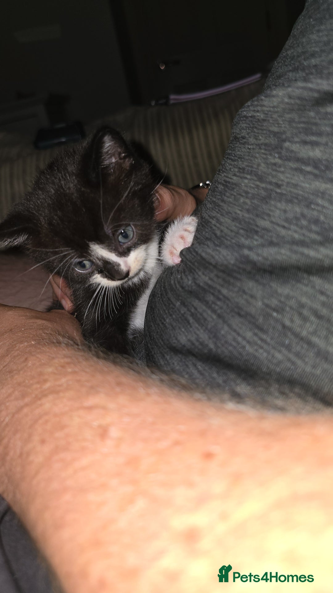 British Shorthair cats for sale: 4 kittens needing new homes - Image 3