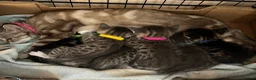 Bengal cats for sale: Bengal cross kittens in Frodsham - Advert 1
