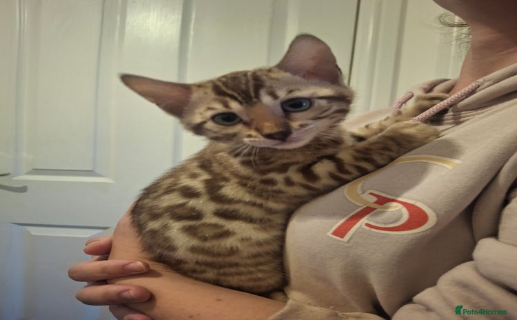 Bengal cats - Advert 3