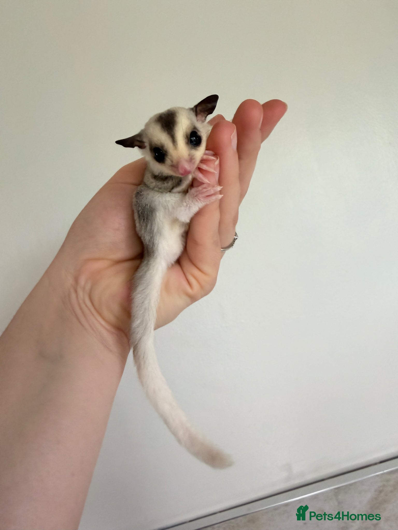 Sugar Glider rodents Sugar gliders available  - Advert 9