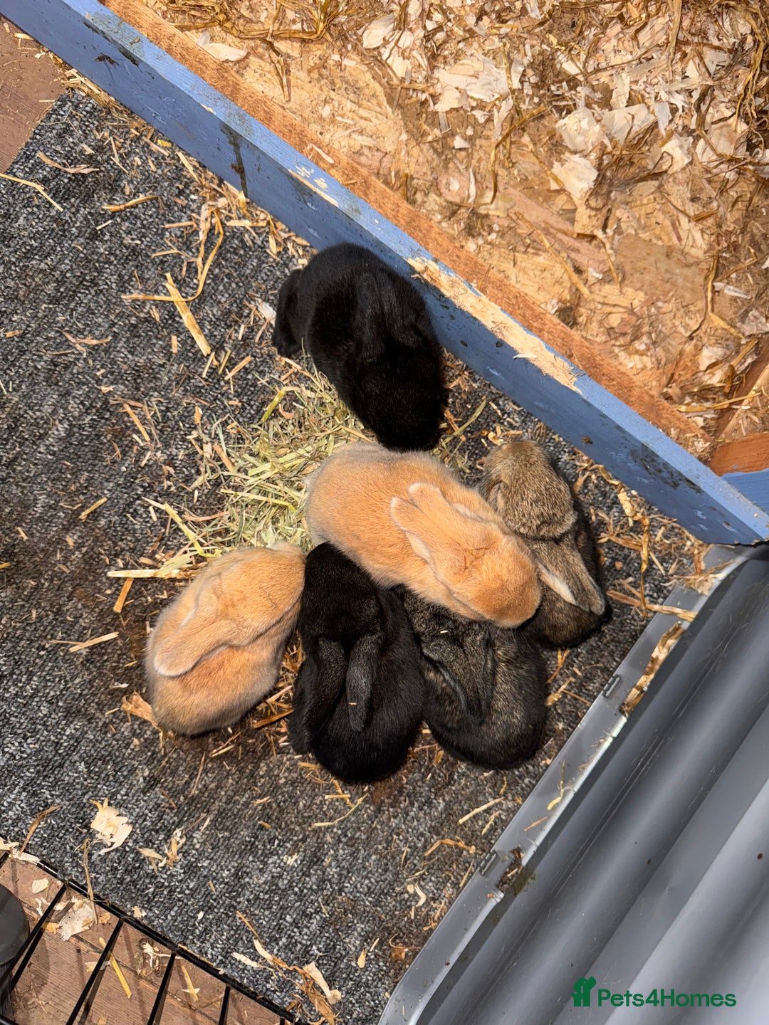 Continental Giant rabbits for sale: Pure Bred Continental Giant Rabbits  - Image 4