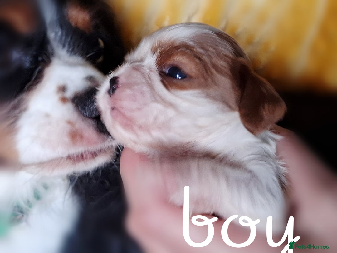 Cavalier King Charles Spaniel dogs for sale: KCC spaniels boys @ girls healt tested parents  - Advert 9