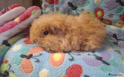 Guinea Pig rodents for sale: Pair of baby merino/teddy boars/brothers RTR - Image 4