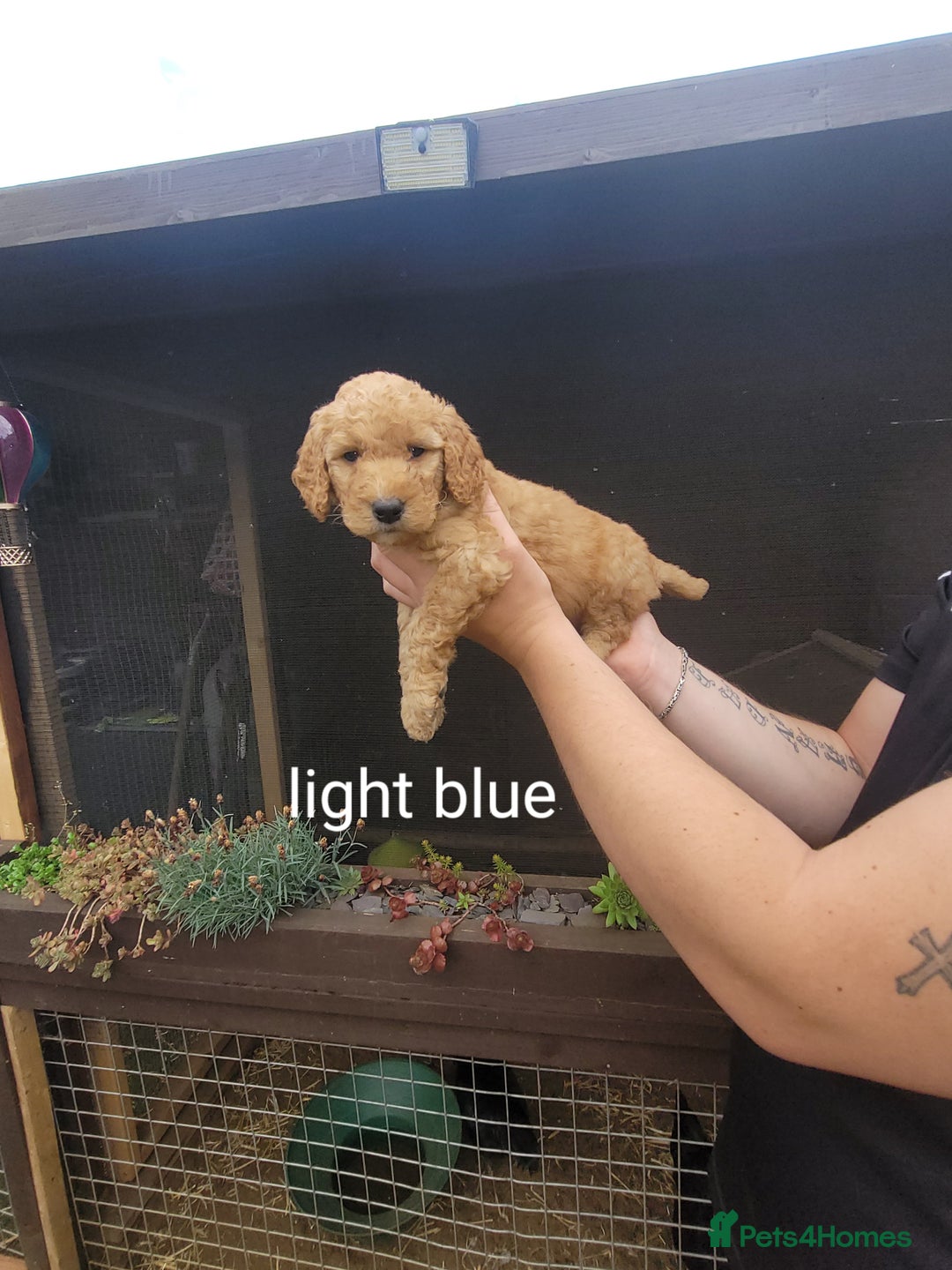 Labradoodle dogs for sale:  Apricot Doodle labradoodles - Image 32