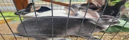 Mixed Breed rabbits for sale: 3 litters of mixed rabbits - Advert 9