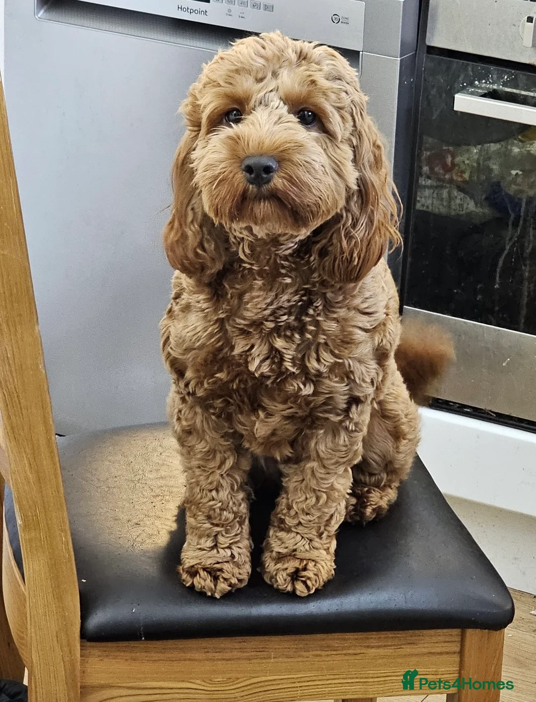 Gallery Image {{count}}