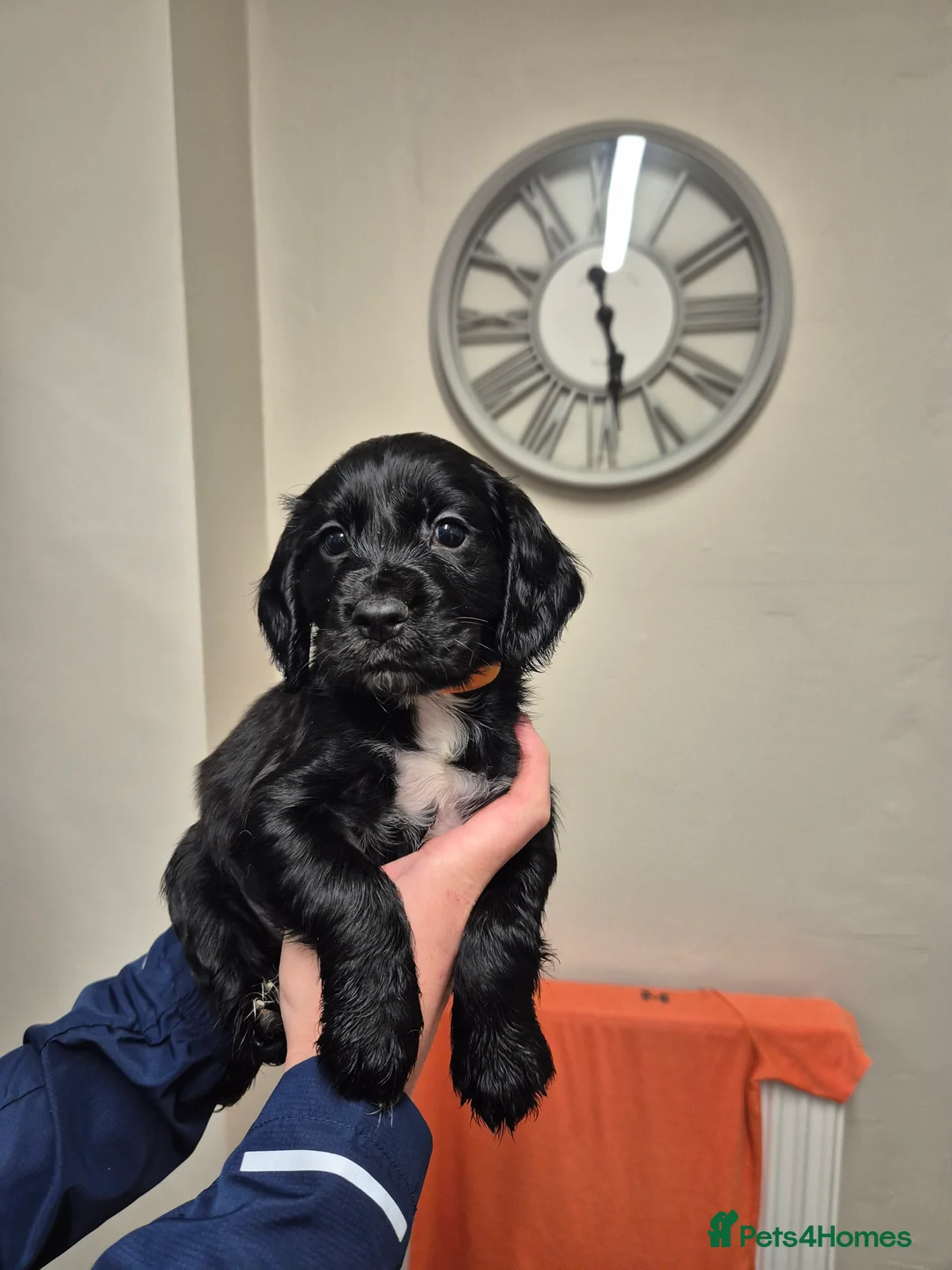 Cocker Spaniel dogs for sale: Working cocker spaniel pups - Advert 2