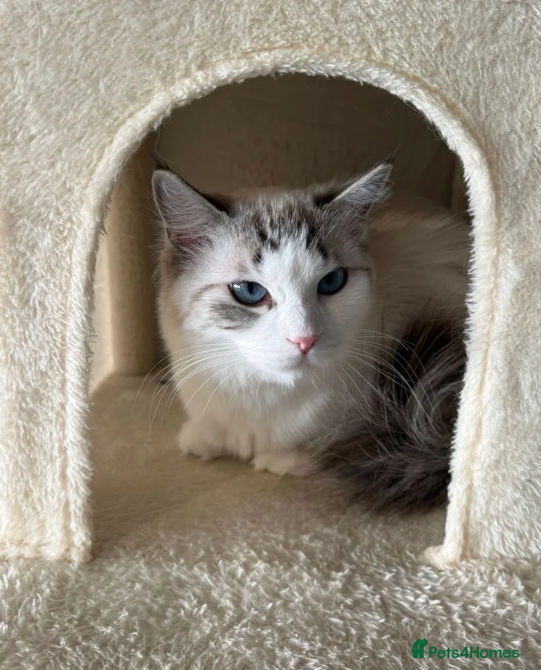 Ragdoll cats for sale: 🌟 Beautiful Pedigree Cats Looking for Loving Home - Advert 24