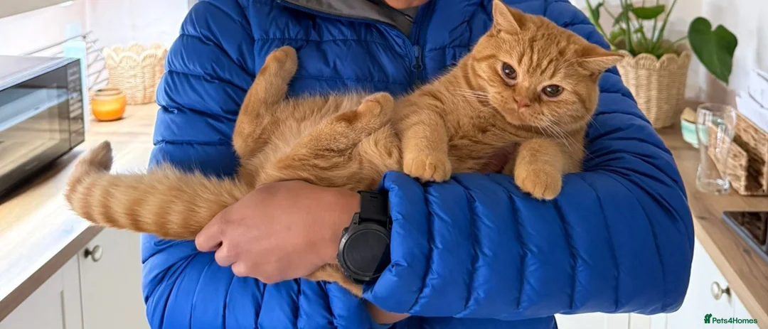 British Longhair cats for stud: British Longhair for Stud - Advert 18